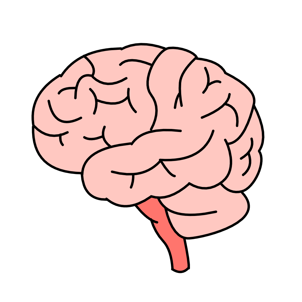 Drawing: Brain
